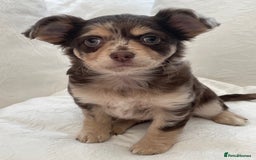 Chihuahua dogs for sale: Long Coated Merle Chihuahua Puppies - Image 10