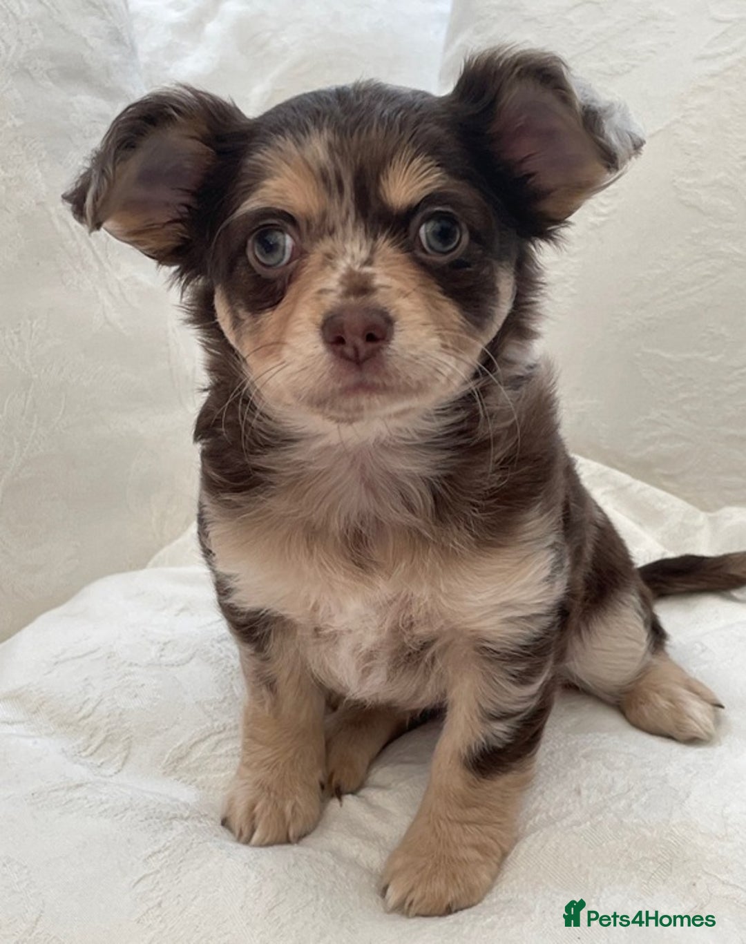 Chihuahua dogs for sale: Long Coated Merle Chihuahua Puppies - Image 10