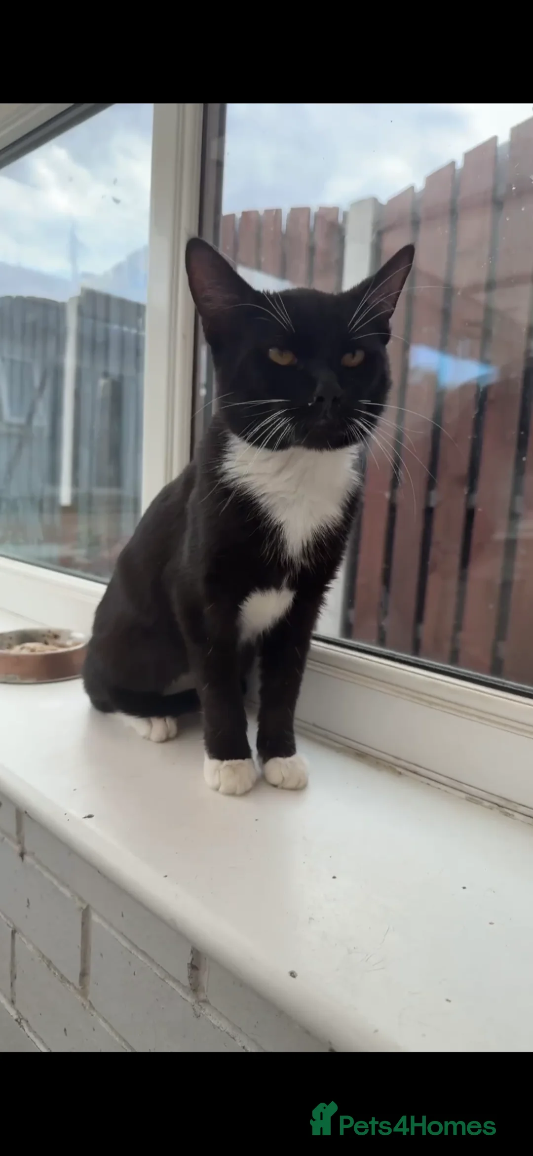 British Shorthair cats for sale: Please help rehome Lokie 🐈‍⬛ - Advert 1