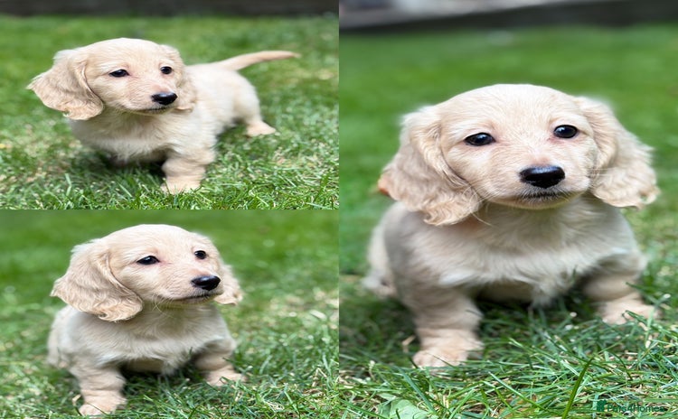Miniature Dachshund dogs - Advert 1