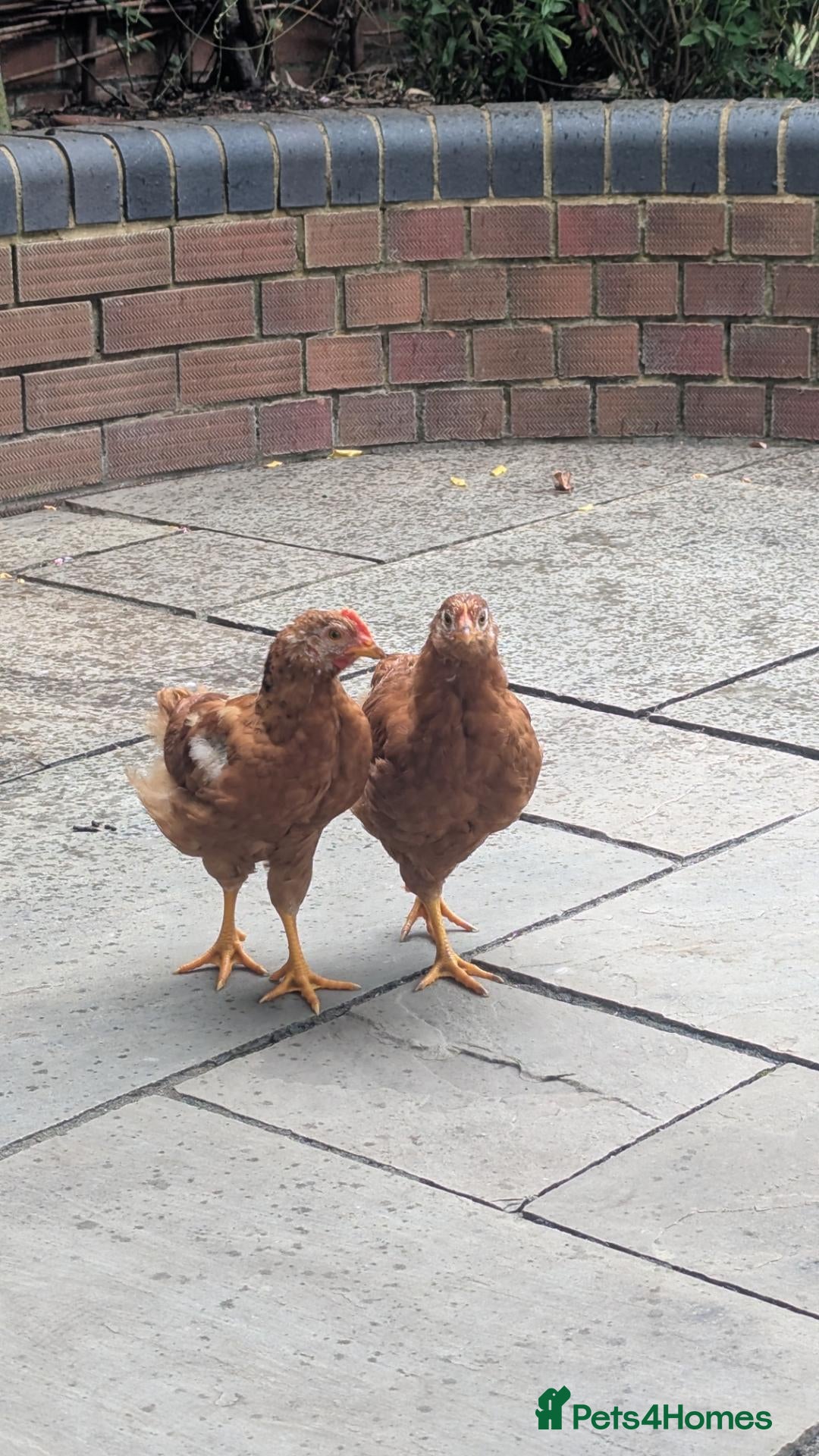 Chickens poultry Two 8 weeks old chickens for sale  - Advert 2