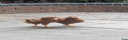 Chickens poultry for sale: Two 8 weeks old chickens for sale  in Letchworth Garden City - Advert 1