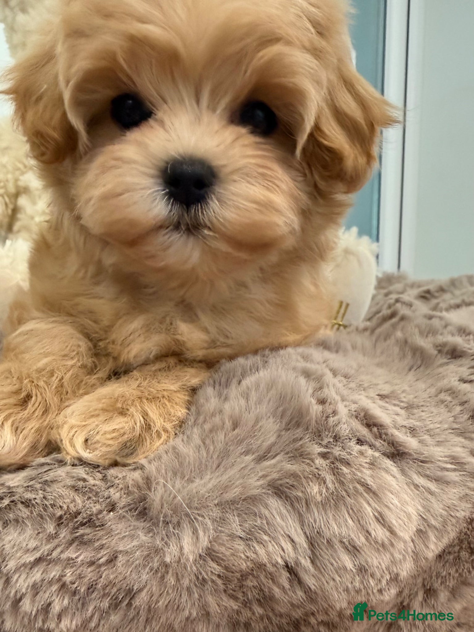 Maltipoo dogs for sale: 7 beautiful girls. F1. DNA clear & health tested.  - Advert 5