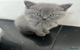 British Shorthair cats for sale: Beautiful British blues - Image 3