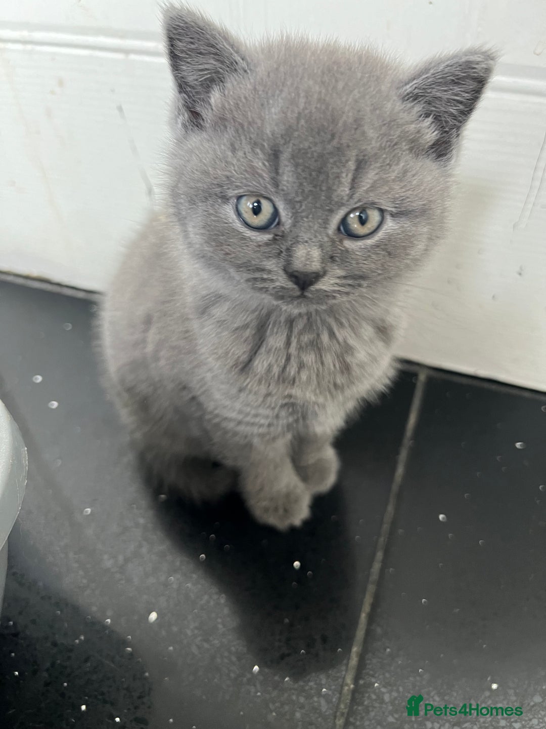 British Shorthair cats for sale: Beautiful British blues - Image 3