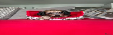 Miniature Dachshund 2