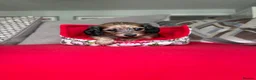 Miniature Dachshund dogs for sale: Two longhair miniature dachshund puppies READY NOW - Advert 7