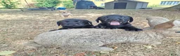 Labrador Retriever dogs for sale: Stunnning KC registered puppies. Ready to leave. - Advert 30
