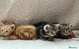 Domestic Shorthair cats for sale: Adorable Kittens Looking for a Loving Home 🐾 - Image 2