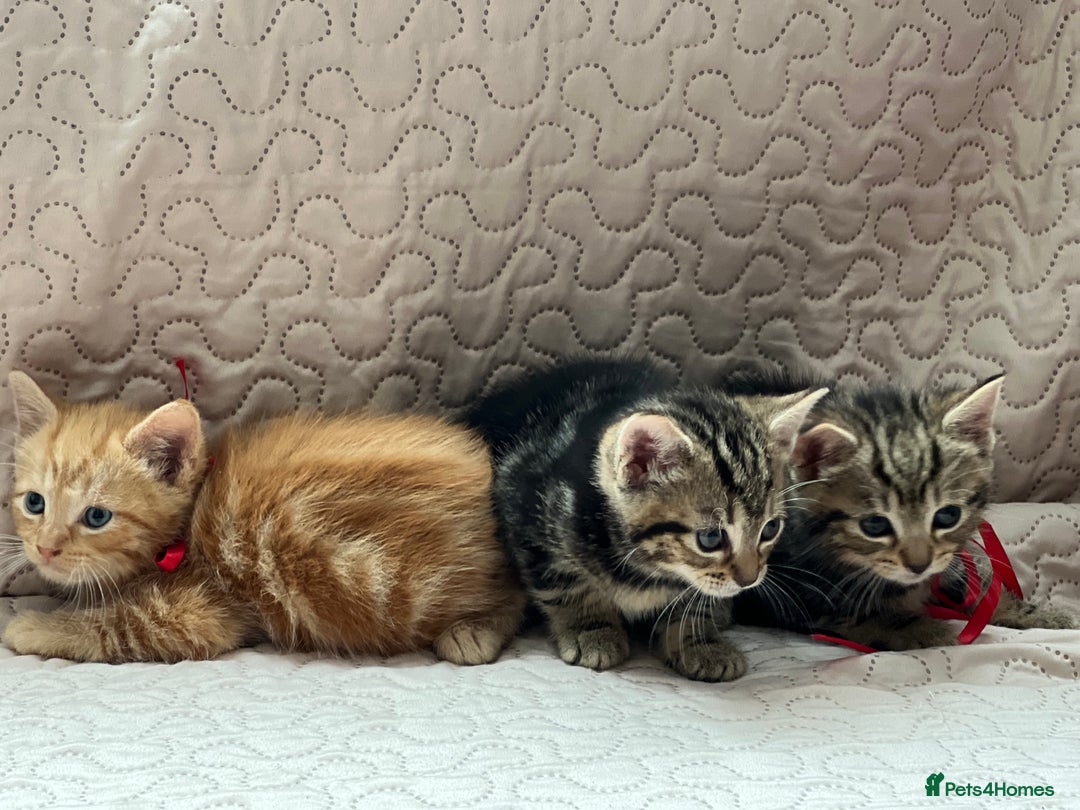 Domestic Shorthair cats for sale: Adorable Kittens Looking for a Loving Home 🐾 - Image 2