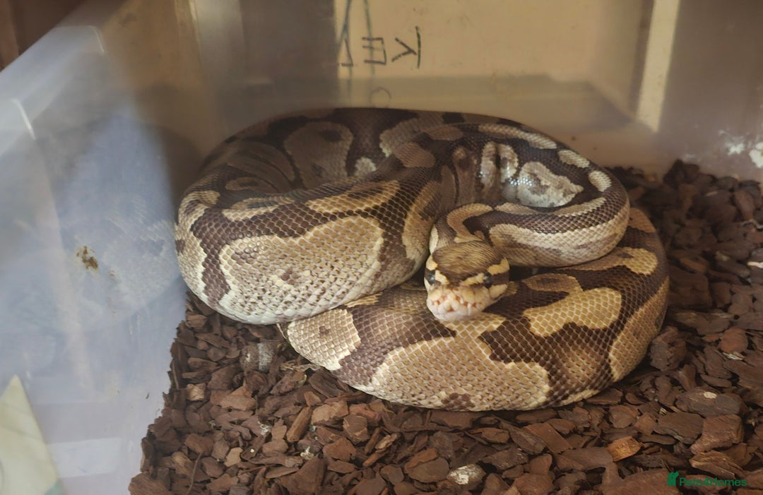 Python Snake reptiles for sale: Adult Female Royal Pyrhons - Image 3