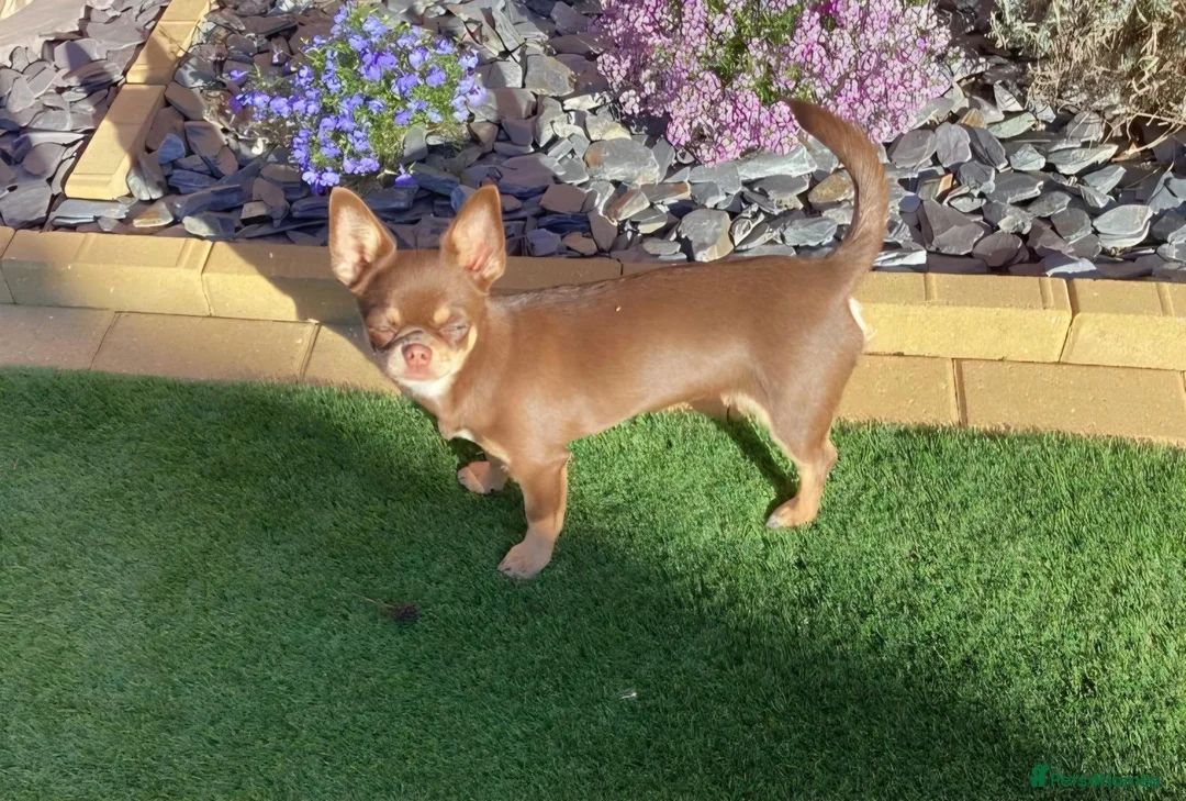 Chihuahua dogs for sale: Chihuahua Puppy  - Advert 2