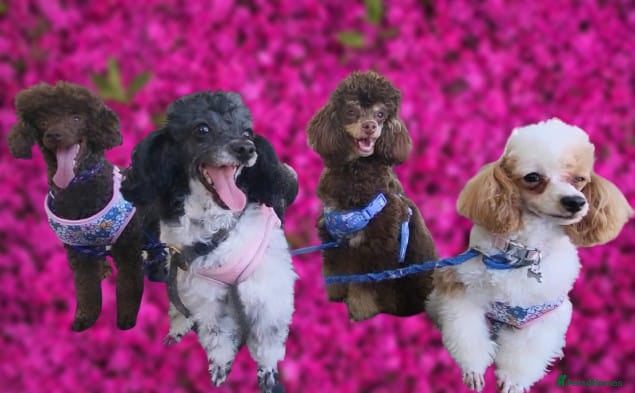 Toy Poodle dogs Outstanding Miniature Poodle Puppies  - Advert 1