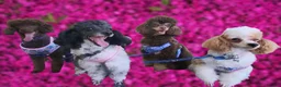 Toy Poodle dogs for sale: Outstanding Miniature Poodle Puppies  - Advert 1