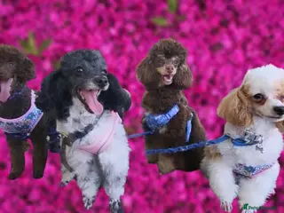 Toy Poodle dogs Outstanding Miniature Poodle Puppies - Advert 1