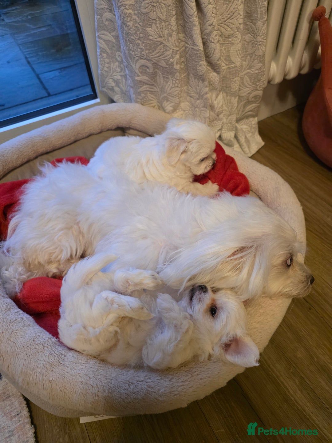 Maltese dogs for sale: A tiny little boy  - Advert 8