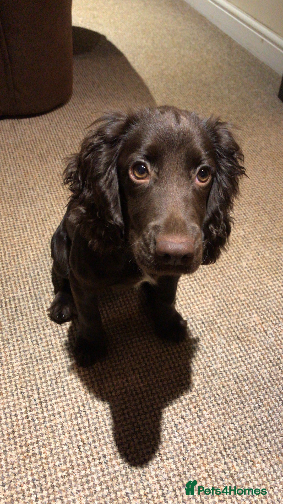 Cockerdor dogs for sale: One gorgeous sprockerdor girl from working parents - Advert 3