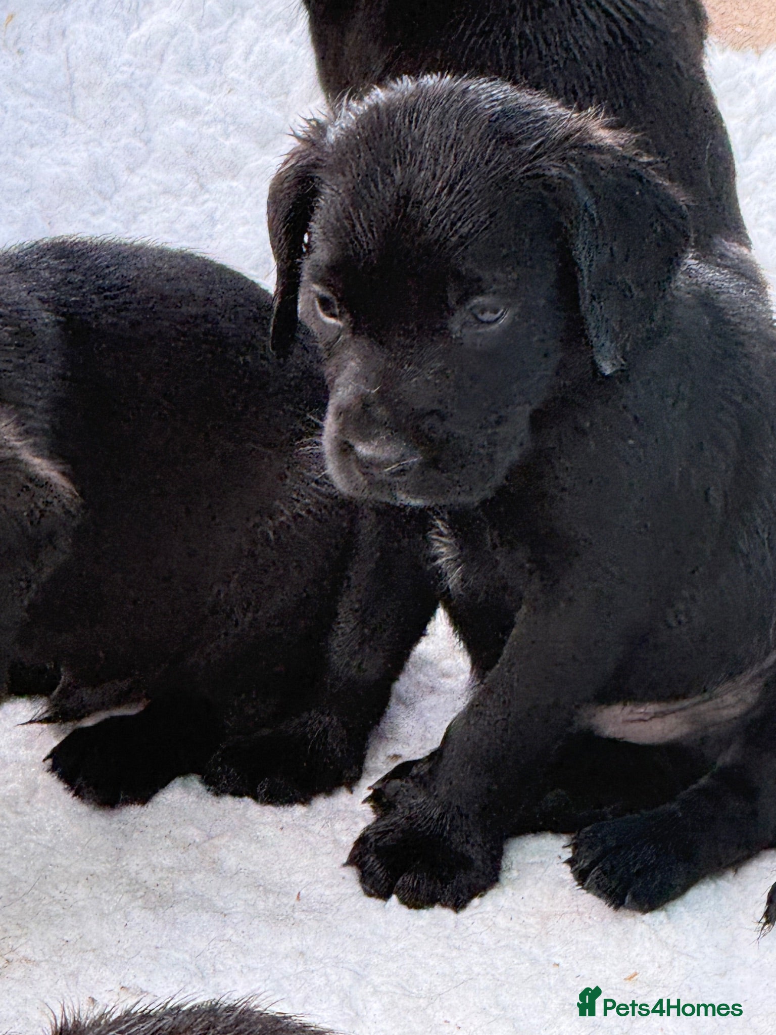 Springador dogs Beautiful Springador Puppies  - Advert 2