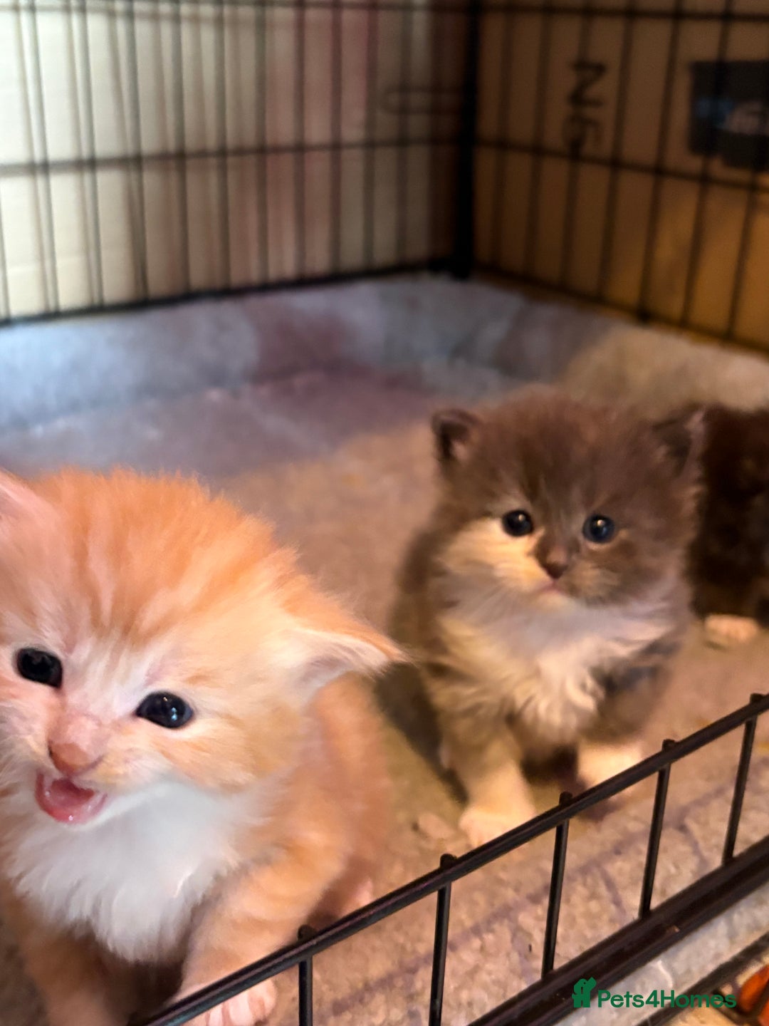 Maine Coon cats for sale: Maincoon X Ragdoll last female kitty - Image 1