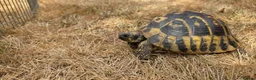 Hermann Tortoise reptiles for sale: Established Pair of Hermanns Tortoises Ruby&George in Derby - Advert 3