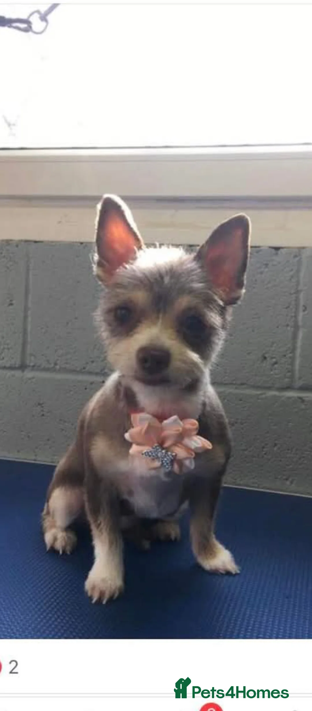 Pomchi dogs for sale: Pomchis available now  in Rotherham - Advert 1
