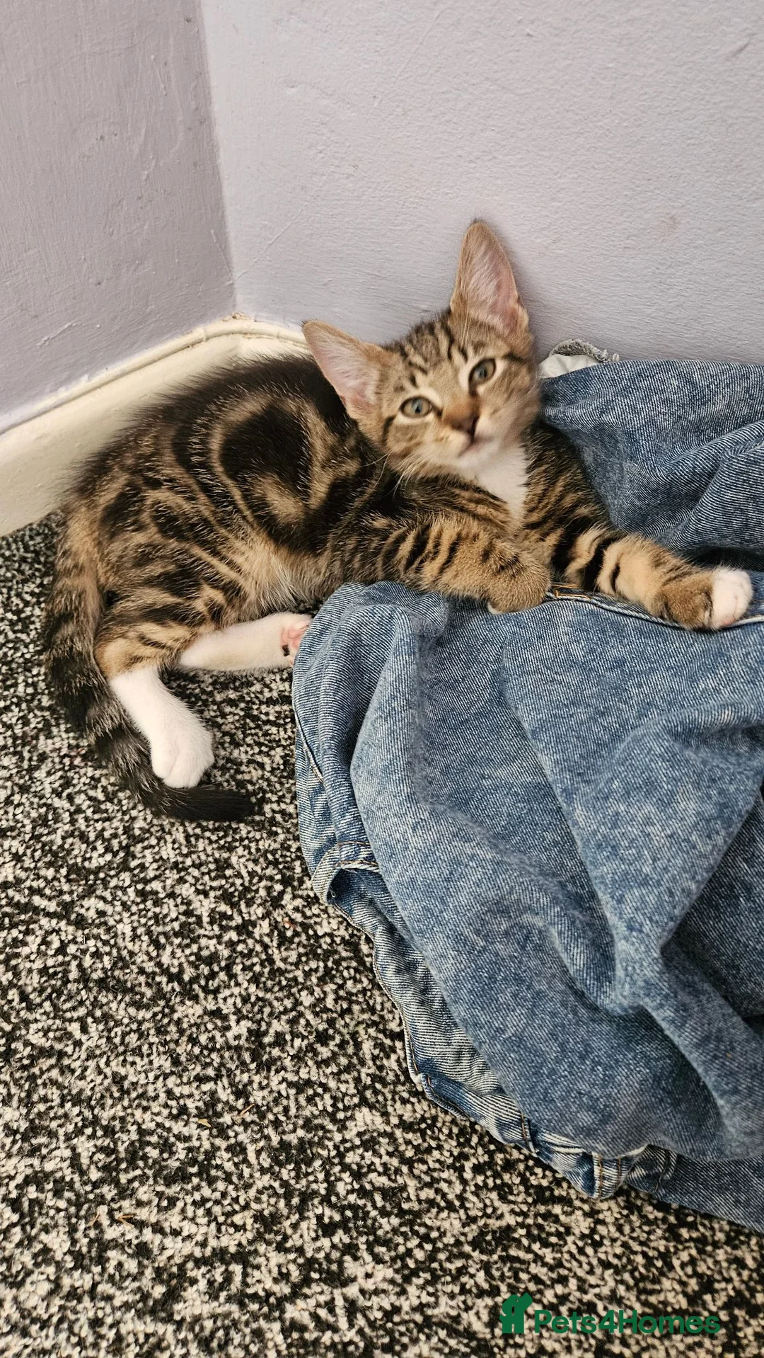 Mixed Breed cats for sale: Devon rex x tabby  - Advert 9