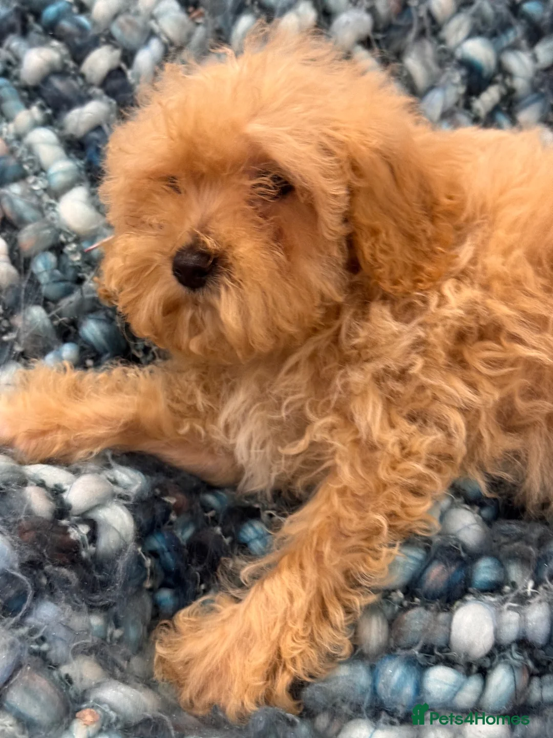 Poochon dogs for sale: Health tested Poochon Puppies  - Advert 8