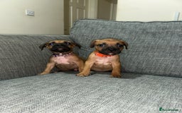Mixed Breed dogs for sale: French bulldog mix - Image 16