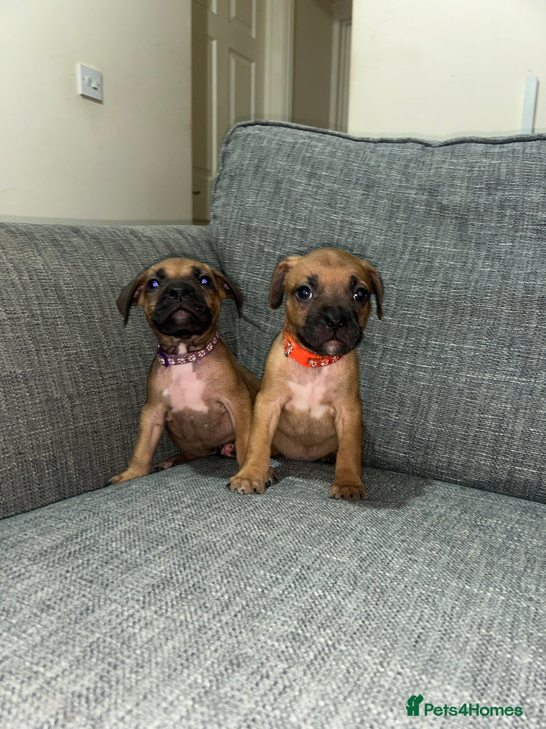 Mixed Breed dogs for sale: French bulldog mix - Image 16