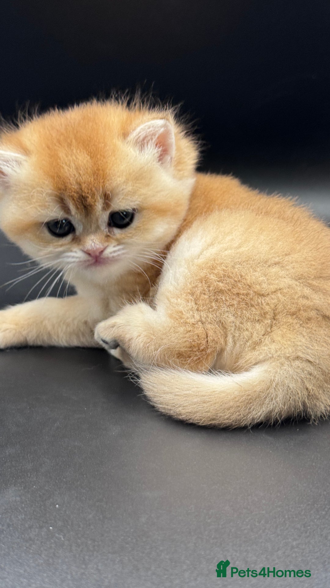 British Shorthair cats for sale: GCCF BSH GOLDEN BLACK TIPPED NY12 KITTENS - Image 23