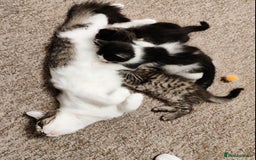 Mixed Breed cats for sale: 2 cute mixed kittens - Advert 1