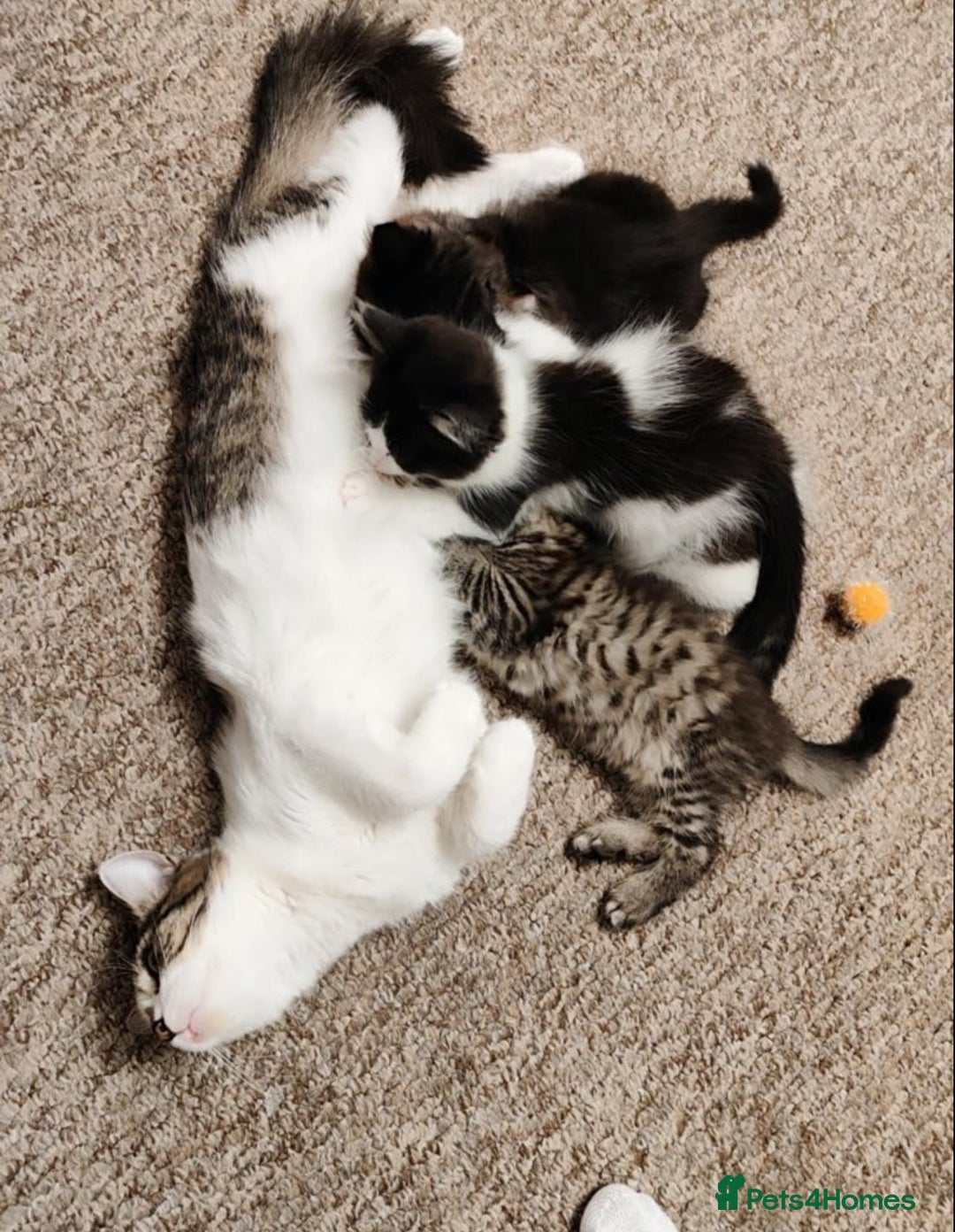 Mixed Breed cats for sale: 2 cute mixed kittens - Advert 1