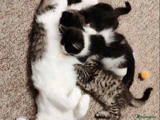 Mixed Breed cats 2 cute mixed kittens - Advert 1