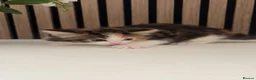 Mixed Breed cats for sale: Ginger, Black and White Female Kitten in Billingham - Advert 5