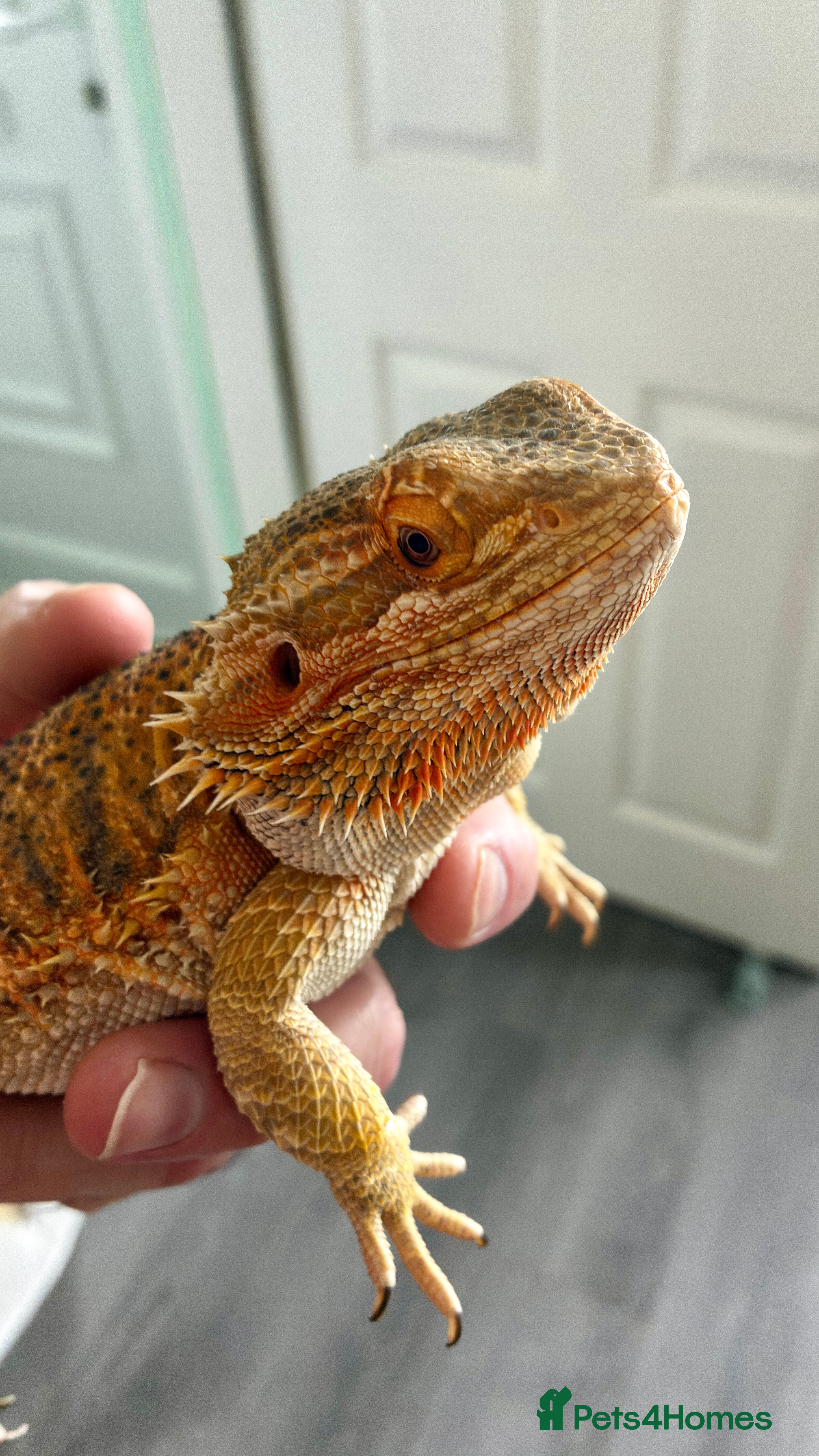 Bearded Dragon reptiles Beautiful Female bearded dragon with full set up  - Advert 8