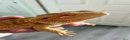 Bearded Dragon reptiles for sale: Beautiful Female bearded dragon with full set up  - Advert 1