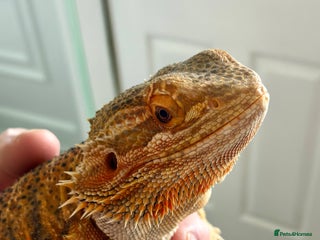Bearded Dragon reptiles Beautiful Female bearded dragon with full set up - Advert 1