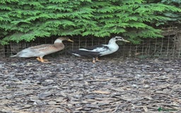 Ducks poultry for sale: Indian Runners (Males) Great Pets&Pest Control - Image 1
