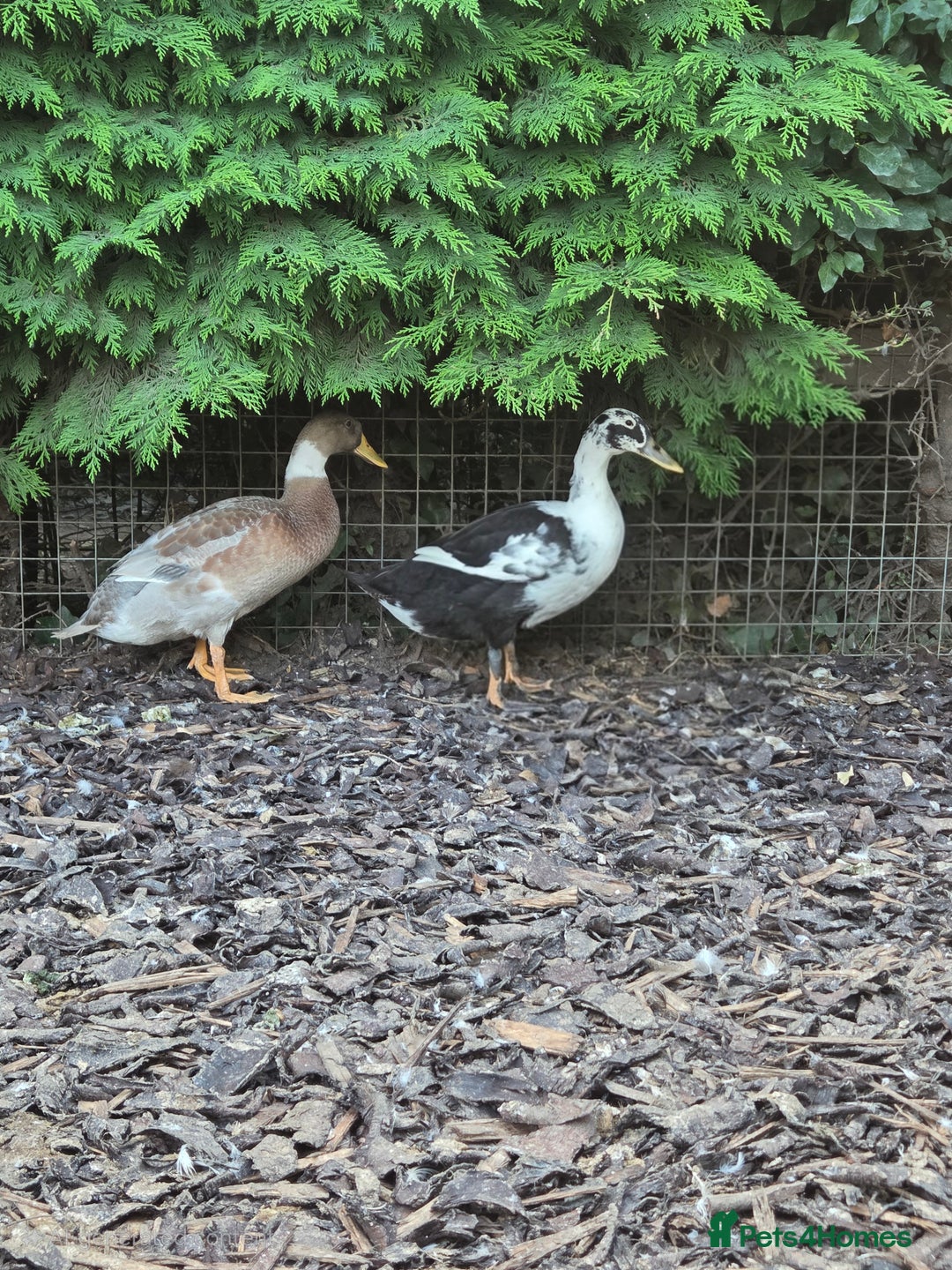 Ducks poultry for sale: Indian Runners (Males) Great Pets&Pest Control - Image 1