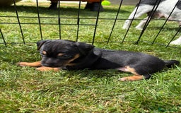 Jack Russell dogs for sale: Gorgeous Jack Russell Puppies - Image 15