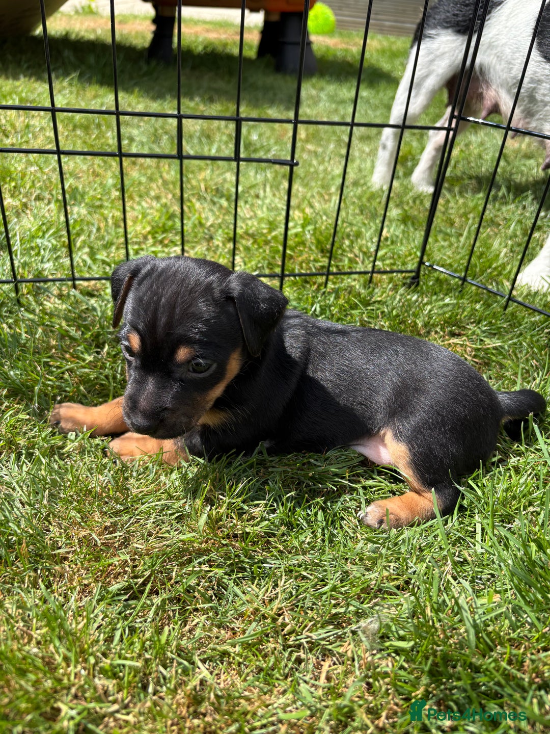 Jack Russell dogs for sale: Gorgeous Jack Russell Puppies - Image 15