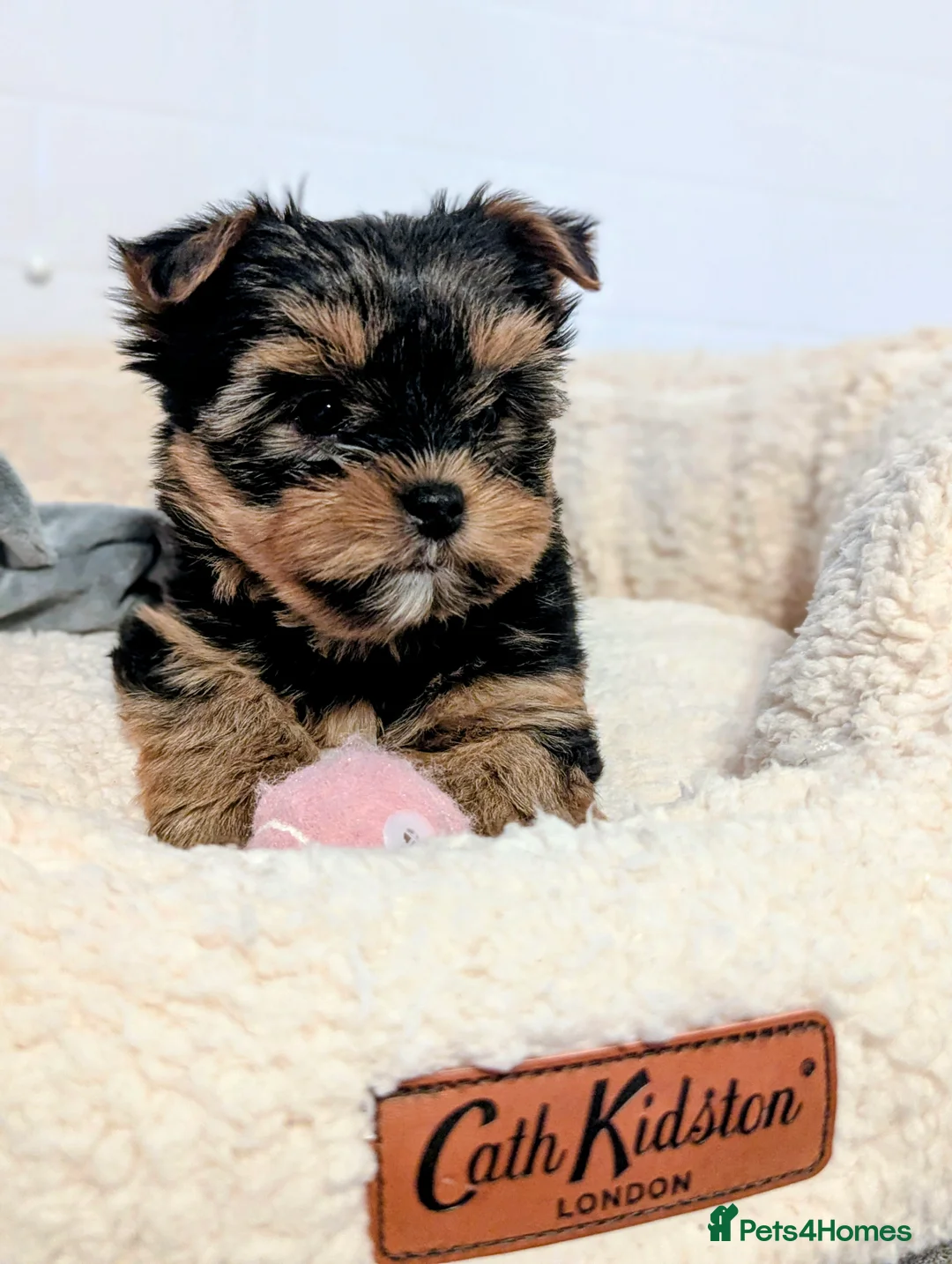 Yorkshire Terrier dogs for sale: Little bundles of joy available  - Advert 34