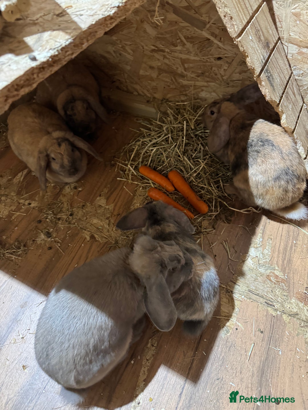 Mini Lop rabbits for sale: Rabbits for sale  - Advert 1