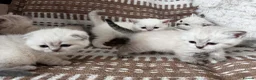 Scottish Fold cats for sale: Scottish fold and straight blue eyed kittens - Advert 8