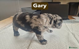 Labradoodle dogs for sale: Chocolate Merle Labradoodle+Australian Labradoodle - Image 10