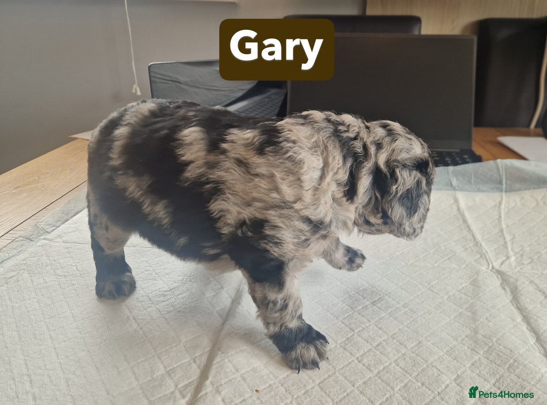 Labradoodle dogs for sale: Chocolate Merle Labradoodle+Australian Labradoodle - Image 10