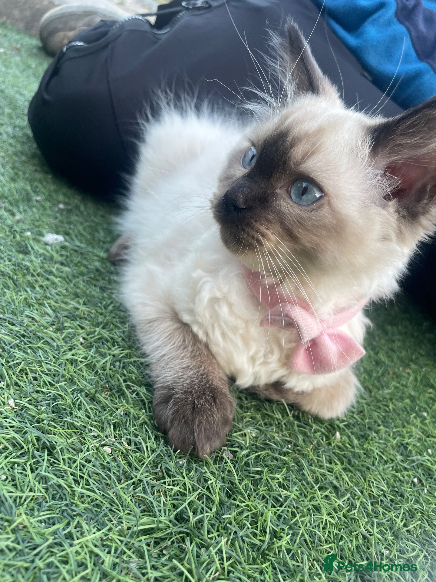 Ragdoll cats Full rag doll female  - Advert 12