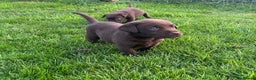 Labrador Retriever dogs for sale: Outstanding litter of Chocolate Labradors  - Advert 8