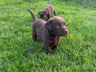 Labrador Retriever dogs Outstanding health tested Chocolate Labradors - Advert 9
