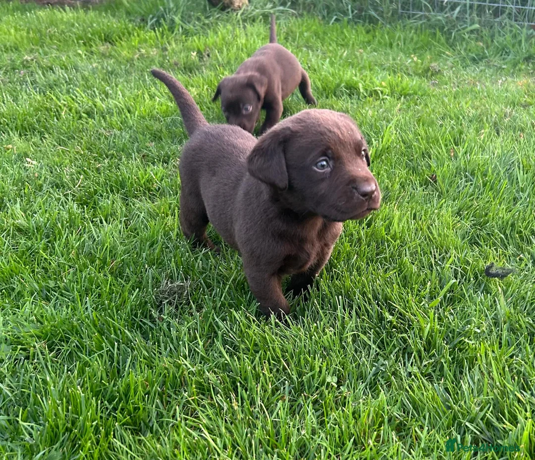 Labrador Retriever dogs for sale: Outstanding health tested Chocolate Labradors  - Advert 2